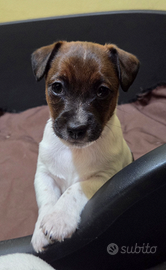 Cucciolo maschio Jack Russell Terrier
