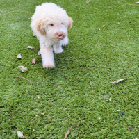 Brenda cucciola dì lagotto romagnolo