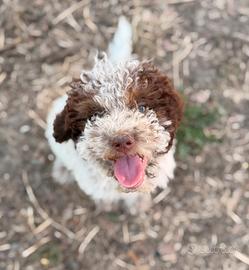 Cuccioli di Lagotto romagnolo
