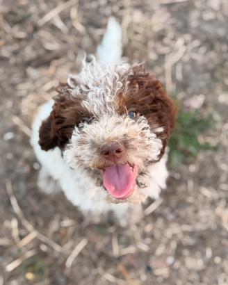 Cuccioli di Lagotto romagnolo