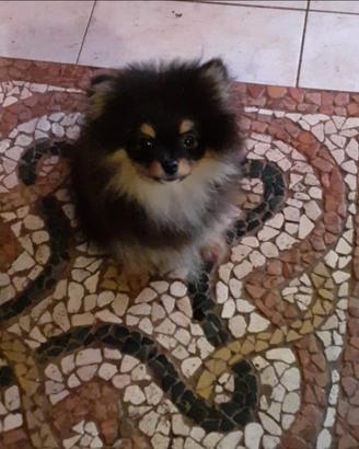 Spitz di pomerania nano