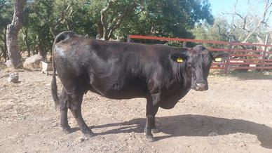 Vacca angus
