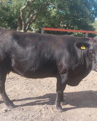 Vacca angus