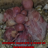 Cocorite ALLEVATE A MANO