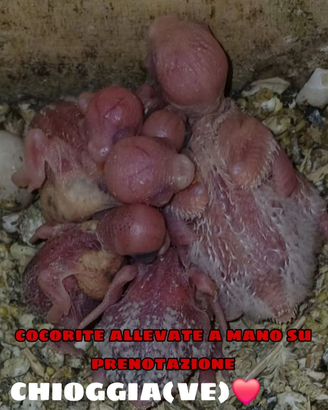Cocorite ALLEVATE A MANO
