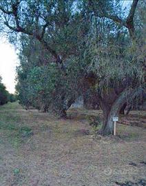 Terreno agricolo uliveto