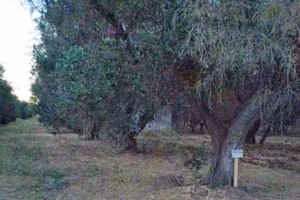 Terreno agricolo uliveto