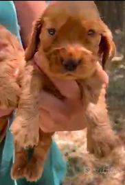 Cuccioli di cocker spaniel fulvi
