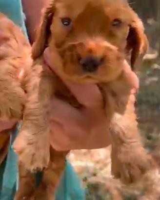 Cuccioli di cocker spaniel fulvi