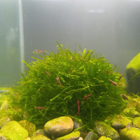 10 neocaridina davidi red cherry più muschio java