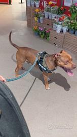 Cuccioli staffordshire bull terrier con Pitbull