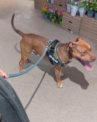 Cuccioli staffordshire bull terrier con Pitbull
