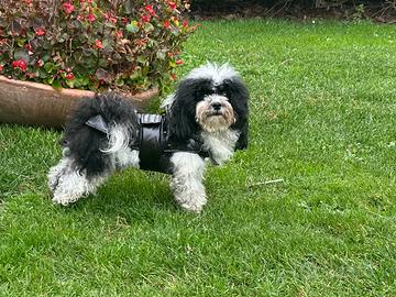 Aki l'Havanese