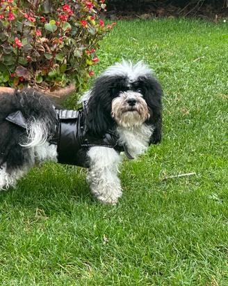 Aki l'Havanese