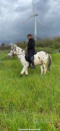 Mulo appaloosa