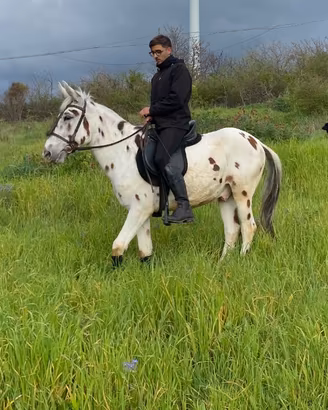Mulo appaloosa
