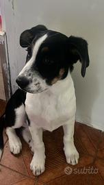 Cucciola Bovaro/Labrador