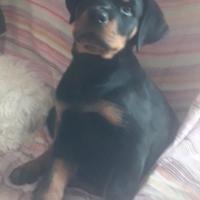 Cucciola di pura razza Rottweiler