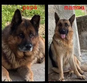 Disponibile ultima femmina