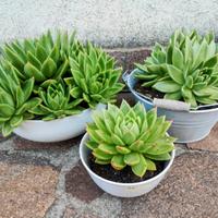 Echeveria pianta grassa 