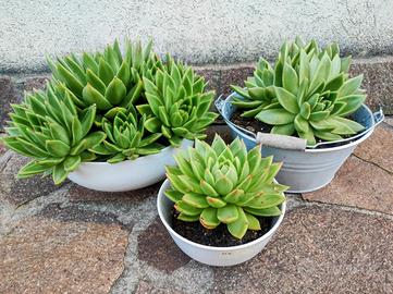 Echeveria pianta grassa 