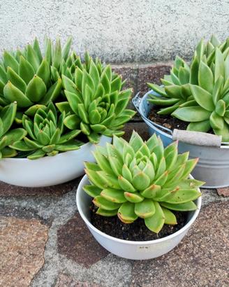 Echeveria pianta grassa 