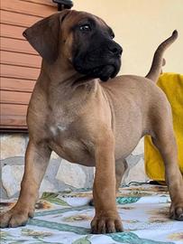 Perro De Presa Canario