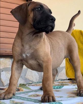 Perro De Presa Canario