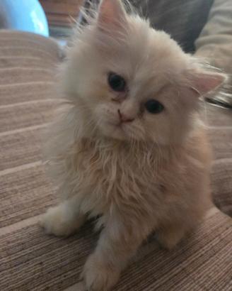 Cucciolo di gattino persiano