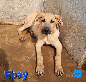 Ebeyy cucciolo mix pastore tedesco