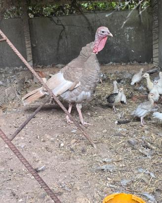 Animali vari