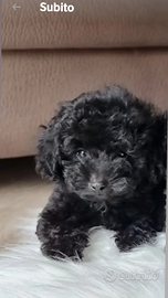 Maltipoo mini toy