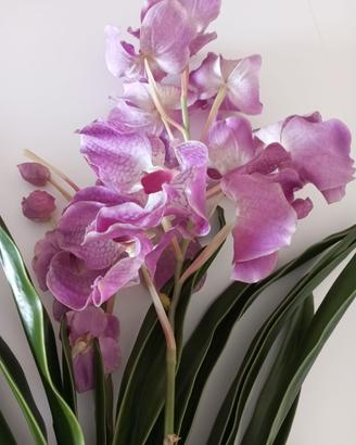 Pianta di orchidea 