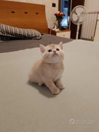 Gattini tipo British Shorthair