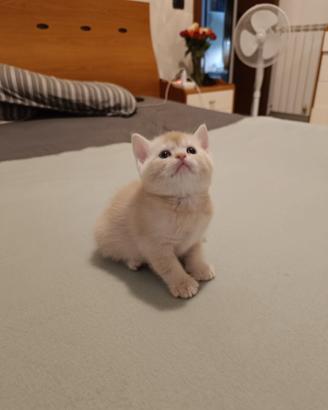 Gattini tipo British Shorthair