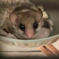 Coppia di minighiro africano a 30 euro