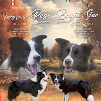 Meravigliosa cucciola di border collie