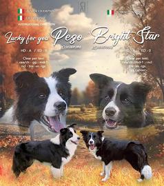 Meravigliosa cucciola di border collie