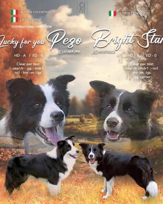 Meravigliosa cucciola di border collie