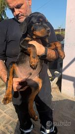 Cuccioli Rottwailer