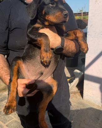Cuccioli Rottwailer