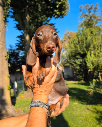 Cucciolo di Bassotto Cioccolato