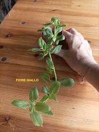Talea radicata aptenia cordifolia fiore giallo