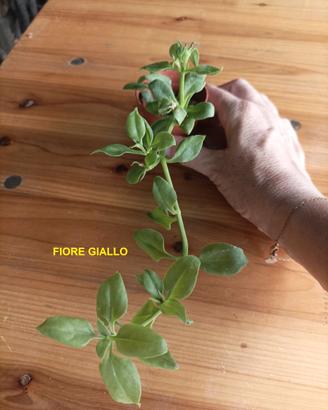 Talea radicata aptenia cordifolia fiore giallo