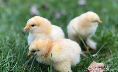 Galline