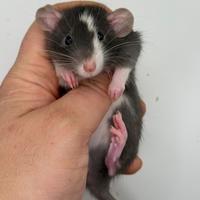 Cuccioli ratti domestico da compagnia selezionati