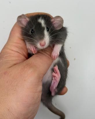 Cuccioli ratti domestico da compagnia selezionati