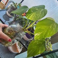 pianta di Monstera Variegata 