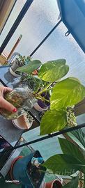 pianta di Monstera Variegata 