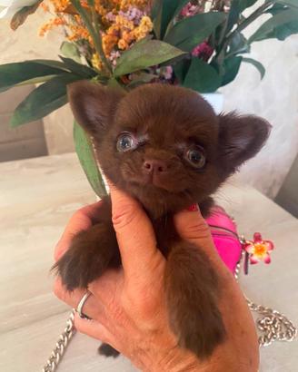 Chihuahua cuccioli